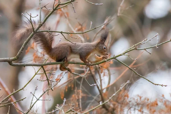 Red squirrel on a tree branch, Autumn forest squirrel (Sciurus v — Stock Photo, Image