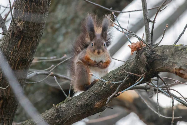 Kızıl sincap bir ağaç, orman sincap (Sciurus vulgari — Stok fotoğraf