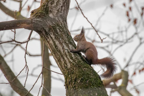 Écureuil roux assis sur un arbre, Écureuil des forêts d'automne (Sciurus — Photo