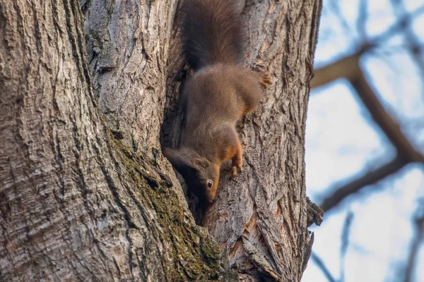 Röd ekorre på trädstam, Skogsekorre (Sciurus vulgaris) — Stockfoto