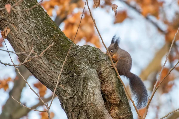 Écureuil roux assis sur un arbre, Écureuil des forêts d'automne (Sciurus — Photo