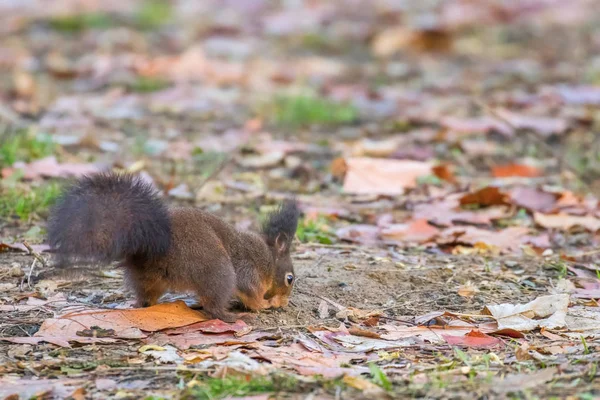 Parktaki kırmızı sincap (Sciurus vulgaris) — Stok fotoğraf