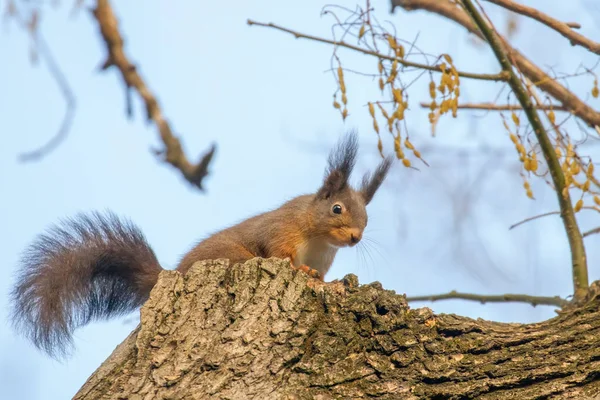 Червона білка, що сидить на дереві, лісова білка (Sciurus vulgari — стокове фото