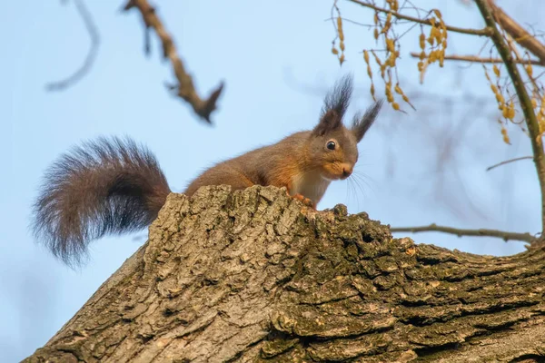 Écureuil roux assis sur un arbre, écureuil forestier (Sciurus vulgari) — Photo