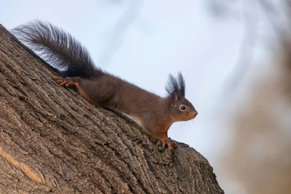 Red squirrel on tree trunk, Forest squirrel (Sciurus vulgaris) — Stock Photo, Image