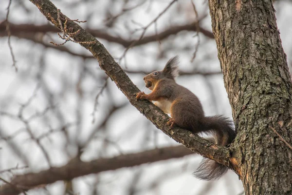 Kızıl sincap bir ağaç, orman sincap (Sciurus vulgari — Stok fotoğraf