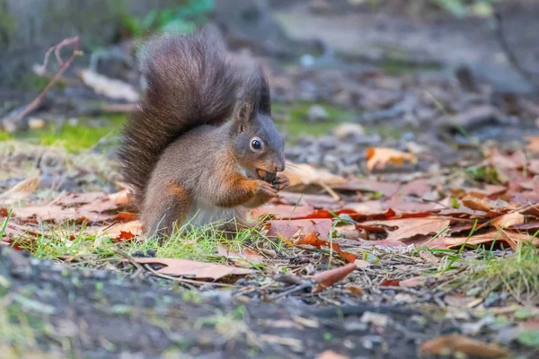 Red squirrel in the park (Sciurus vulgaris) — Stock Photo, Image