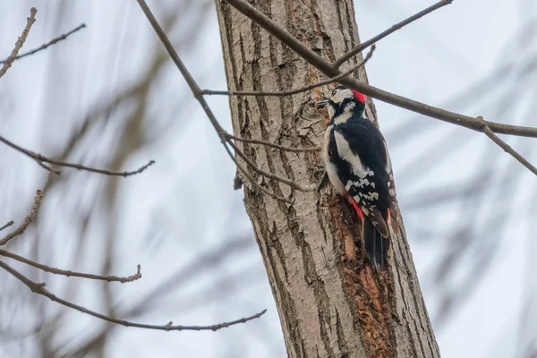 Grande pica-pau manchado no tronco da árvore (Dendrocopos major ) — Fotografia de Stock