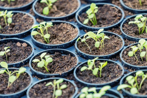 Fazenda hidropônica de Rucola. Jovens plantas de Rucola, Jovens foguetes, Ruco — Fotografia de Stock