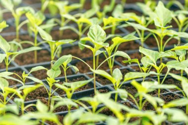 Biber lahanası sera, Filiz biber, saksı biber görmek