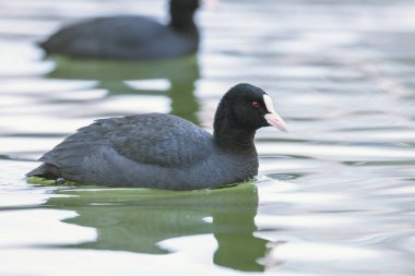 Swimming Coots (Fulica atra) Close up Eurasian Coots clipart