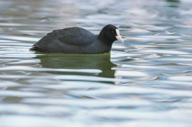 İnek yüzme (Fulica atra) Avrasya Yaban Ördeğini kapatın 