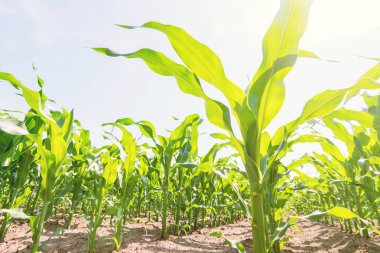 Tarlada yetişen yeşil mısır. Yeşil Mısır Bitkileri.