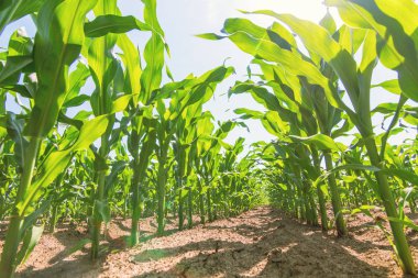 Tarlada yetişen yeşil mısır. Yeşil Mısır Bitkileri.
