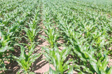 Yeşil Mısır alan. Yeşil alan, mavi gökyüzü üzerinde büyüyen mısır ve 