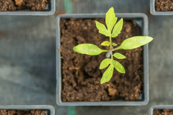 Germinados de tomate Invernadero, Germinado de tomate, Potted Tomato Seedli —  Fotos de Stock