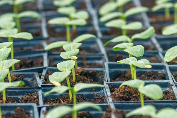 鉢植えのキュウリ、もやし温室キュウリキュウリの発芽. — ストック写真