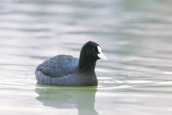 Coot Natação (Fulica atra) Close up Eurasian Coot — Fotografia de Stock