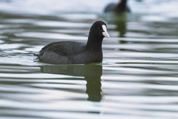 Fußbodenschwimmen (Fulica atra) aus nächster Nähe — Stockfoto