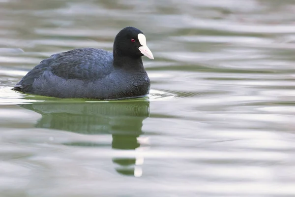 İnek yüzme (Fulica atra) Avrasya Yaban Ördeğini kapatın — Stok fotoğraf