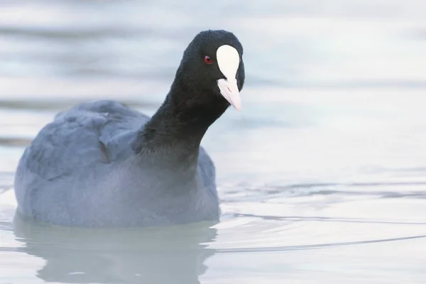 İnek yüzme (Fulica atra) Avrasya Yaban Ördeğini kapatın — Stok fotoğraf