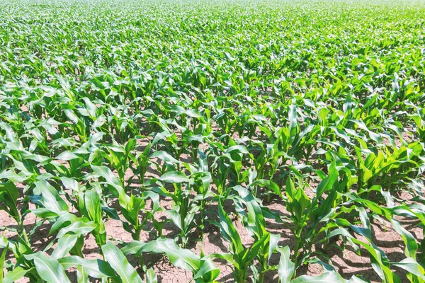 Campo de maíz verde. Maíz verde creciendo en el campo, cielo azul y —  Fotos de Stock