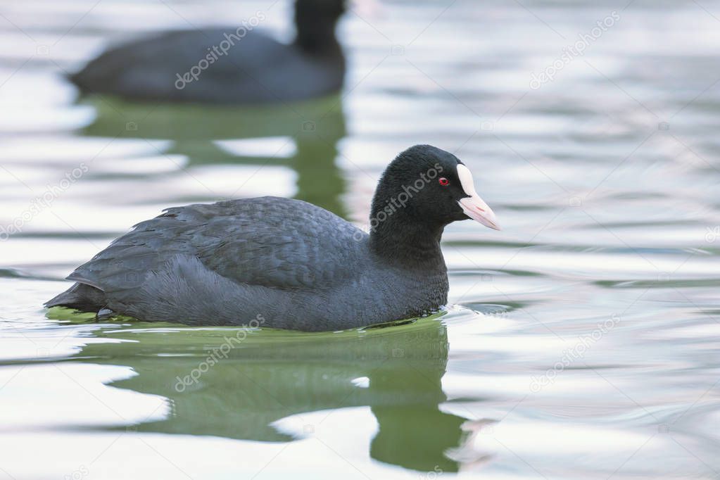 Swimming Coots (Fulica atra) Close up Eurasian Coots