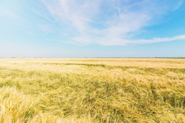 Buğday ve güneş mavi gökyüzü altında