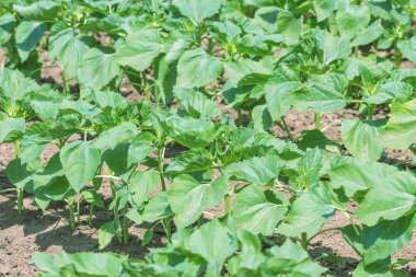 Genç yeşil ayçiçeği bitkiler. Alan genç ayçiçeği.