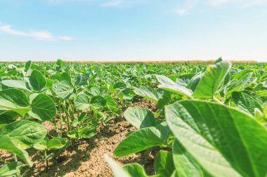 Yeşil olgunlaşma soya alan. Satır yeşil soya fasulyesi. Soya planta