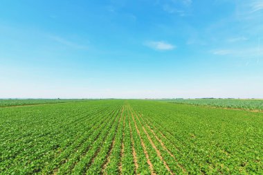 Yeşil olgunlaşma soya alan. Satır yeşil soya fasulyesi. Soya planta