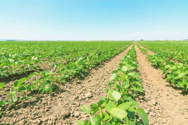 Yeşil olgunlaşma soya alan. Satır yeşil soya fasulyesi. Soya planta