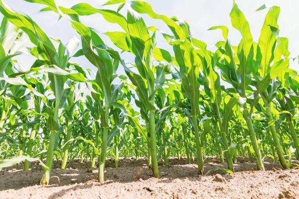 Green corn growing on the field. Green Corn Plants.