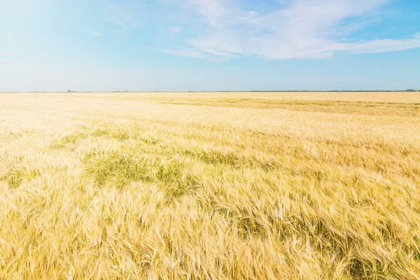 Пшениця і сонце під блакитним небом — стокове фото
