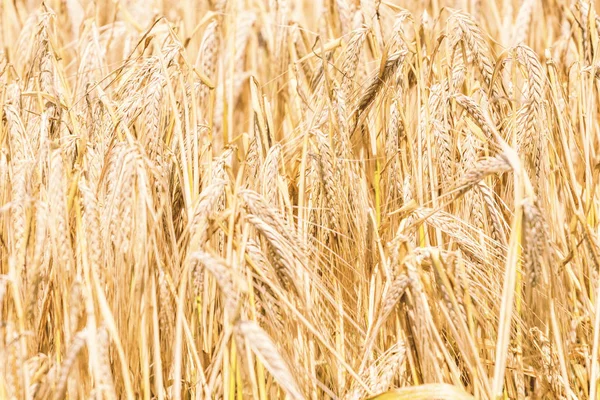 Las espigas doradas de trigo en verano en el campo. Fondo de trigo. — Foto de Stock