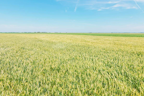 Зелене пшеничне поле в сонячний день . — стокове фото