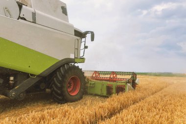 Buğday tarlasında çalışan hasat makinesini birleştirin. Buğday hasat ediyorum..