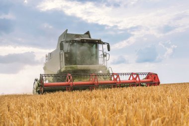 Buğday tarlasında çalışan hasat makinesini birleştirin. Buğday hasat ediyorum..
