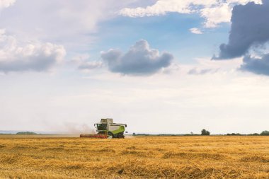 Buğday tarlasında çalışan hasat makinesini birleştirin. Buğday hasat ediyorum..