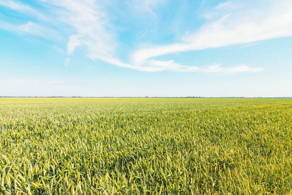Zelené pšeničné pole za slunečného dne. — Stock fotografie