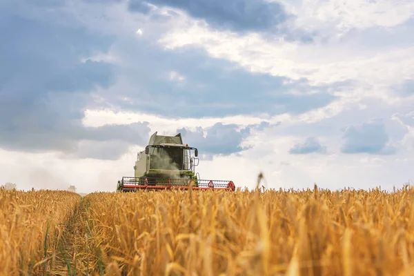 小麦畑で作業している収穫機を組み合わせる。小麦の収穫. — ストック写真
