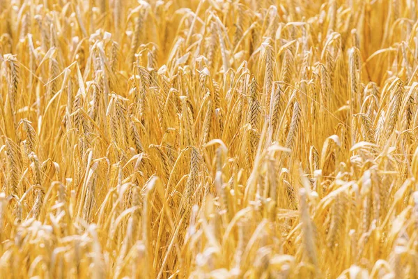 Orelhas douradas de trigo no verão no campo. — Fotografia de Stock