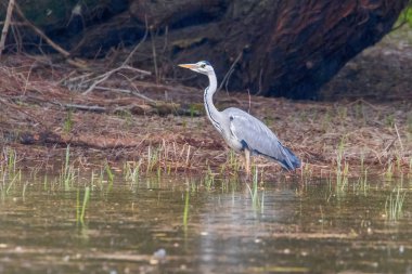 Av Gri Balıkçıl (Ardea cinerea) Gri Balıkçıl Sınırı