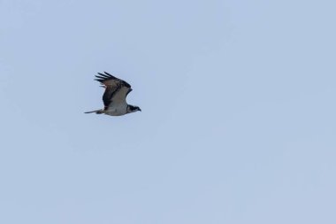 Uçan Osprey (Pandion haliaetus)