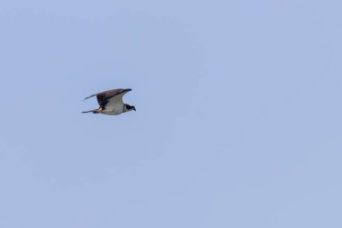 Uçan Osprey (Pandion haliaetus)