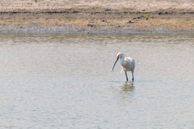 Sığ suda duran Avrasya Kaşıkçısı (Platalea leuco