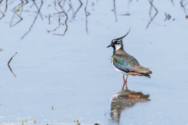 Lapwing, Sığ Suda Kuzey Lapwing (Vanellus vanellus)