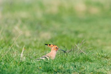Hoopoe, Avrasya Hupoesi (Upupa epops) 