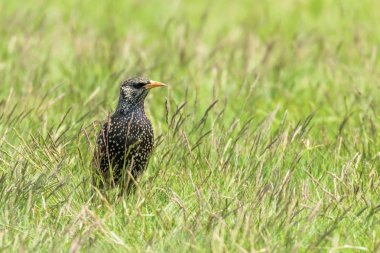 Yeşil Çimortak Starling (Sturnus vulgaris) Avrupa Starl