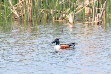 Kuzey Shoveler Erkek Su (Spatula clypeata)